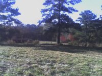 pasture 2.jpg