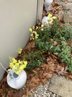 IMG_8769.jpeg