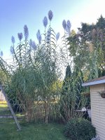 IMG_8540.jpeg