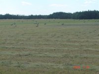 hay cut.JPG