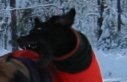 Hound of the Baskerville.jpg