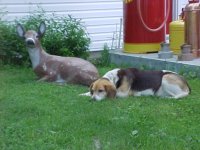 dog3.JPG