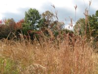 grass.jpg