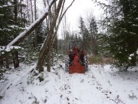 Firewood1.JPG