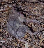 Coyote shot Dolly Ranch- mange 1-15-2011.JPG
