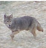 396001-smallcoyote.jpg