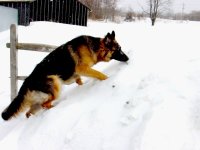 438386-Petra first winter.JPG