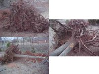 396105-Roots.jpg