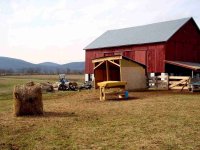 396229-Ken\'s Cows 004_1.jpg