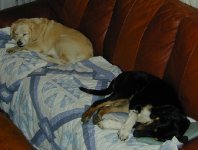 438651-Sheba&DudeToPost.jpg
