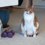 488088-fatcat.jpg