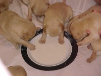 10-157187-Chowtime3.jpg