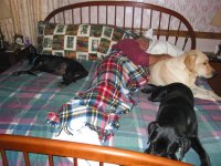 488094-Dean and His Dogs (Small).jpg