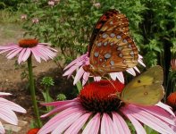 35-91787-Butterfly3.jpg