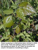 440102-spring-pi-field-plant-z7.jpg