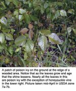 440103-spring-pi-field-z7.jpg