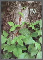 440104-ivy05.jpg