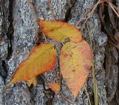 440105-ivy_fall.jpg