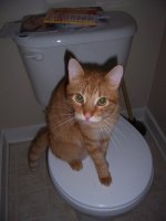 531919-neo toilet seat.jpg