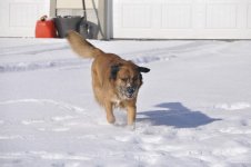 Surprise....more snow! 019.jpg