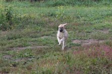 General look in garden to be - an my Anatolian Shepherd Great Pyrenees  Girl.JPG