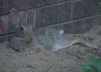 Rabbit cooling whole side 8-1-06.jpg