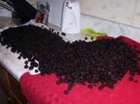 100_1376.jpg