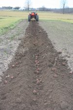 potatoe_harvest.jpg