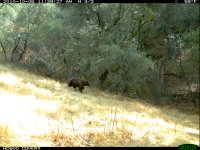 10.06.10 Bear3.JPG
