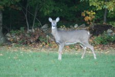 IMG_0965.JPG