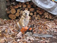 sawdog.jpg