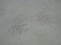 IMG_0162.jpg