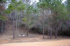 clearing-20110109-1.jpg