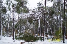 bowed-trees.jpg
