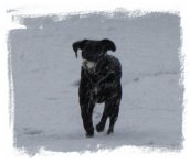 snow dog 2.jpg