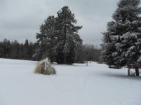 Snow - Jan. 10, 2011 004.jpg