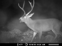 4pt?.jpg