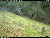 12.04.10 Bobcat3.JPG