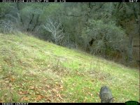 12.04.10 Bobcat4.JPG