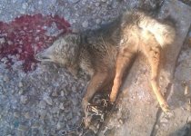 Coyote on step 12-18-2010.jpg