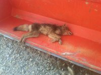 Coyote In Bucket 12-18-2010.jpg