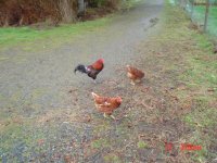 ChickenHouse 001.jpg