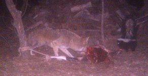Game cam - coyote - skunk 11-28-10.JPG
