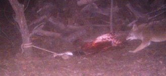 Game cam - coyote pulling 11-28-10.JPG