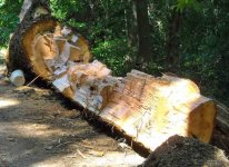 tree_splitting.jpg