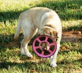 Rose with frisbee2.JPG