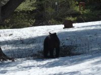 EarlyBear1.JPG