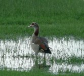 goose.jpg