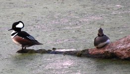 hooded merganser 2-21-11.JPG