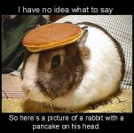 rabbit.jpg